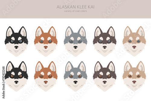 Alaskan Klee Kai all colours clipart. Different coat colors set