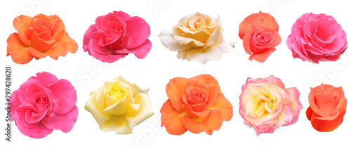 Roses collection. Isolated flowers on transparent background. Pink, orange, yellow and white beautiful cut out blooming roses.