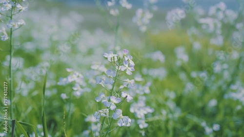 春風に揺られる多摩川に咲く野花_野草_4K_スローモーション