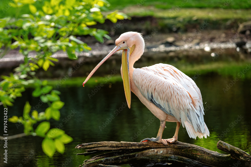 Pelecanus onocrotalus - Great white pelican with open beak sitting on a branch looking to the left