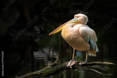 Pelecanus onocrotalus - Great white pelican sitting on a branch looking to the left