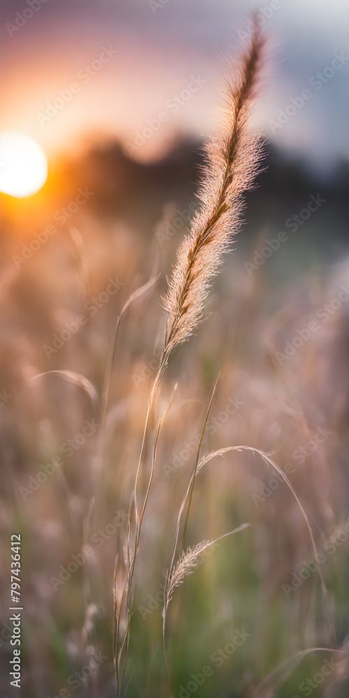 Expansive grassy plain under the sky, confused with hues of sunset, blades of grass stretching low Expansive grassy plain under the sky, confused with hues of sunset, blades of grass stretching low