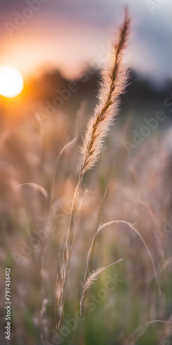 Expansive grassy plain under the sky  confused with hues of sunset  blades of grass stretching low