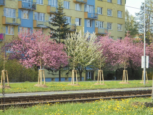 A line of wonderful white damson and pink sakura cherry trees in full bloom along an avenue in Ostrava during beautiful spring day photo