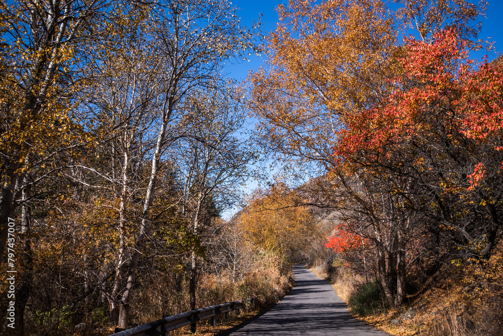 View of old road in colorful forest in autumn. Beautiful landscape with roadway, blue sky, trees with red and orange leaves in fall. Travel. Road in a mountain gorge in autumn.