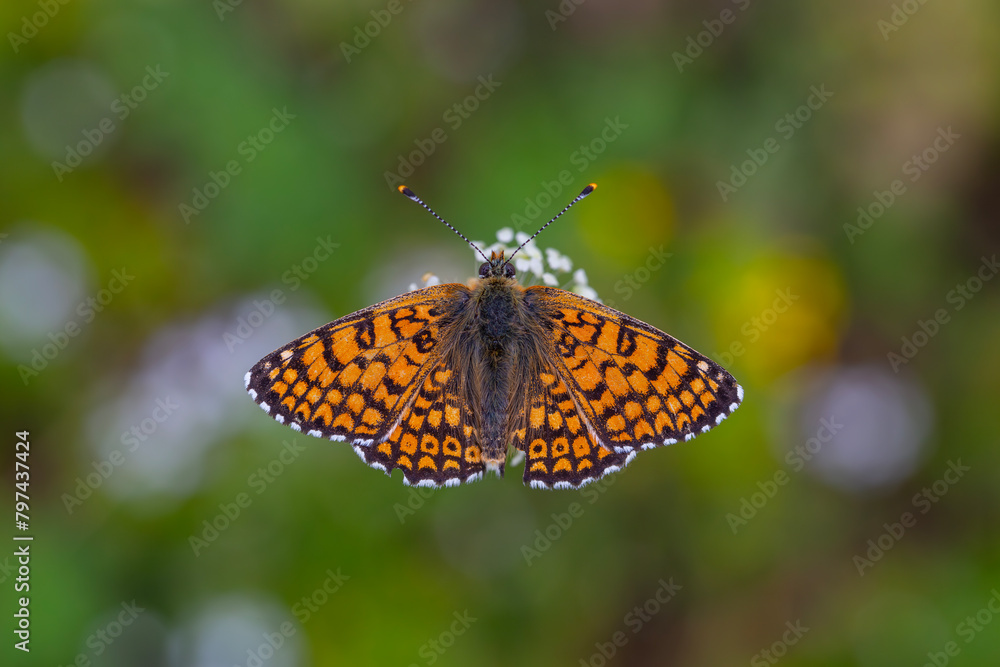 red butterfly on flower, Melitaea cinxia, Glanville Fritillary red butterfly on flower, Melitaea cinxia, Glanville Fritillary
