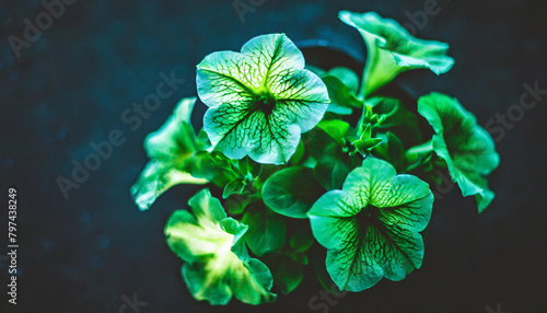 glowing green bioluminescent petunias in the dark, illuminating the night with their ethereal light photo