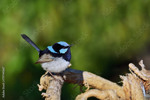 Australian adult male Superb Fairy-wren perched tree branch sunlight lush green background copy space