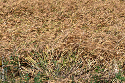 Golden ripe ears of wheat Field Harvest Agriculture