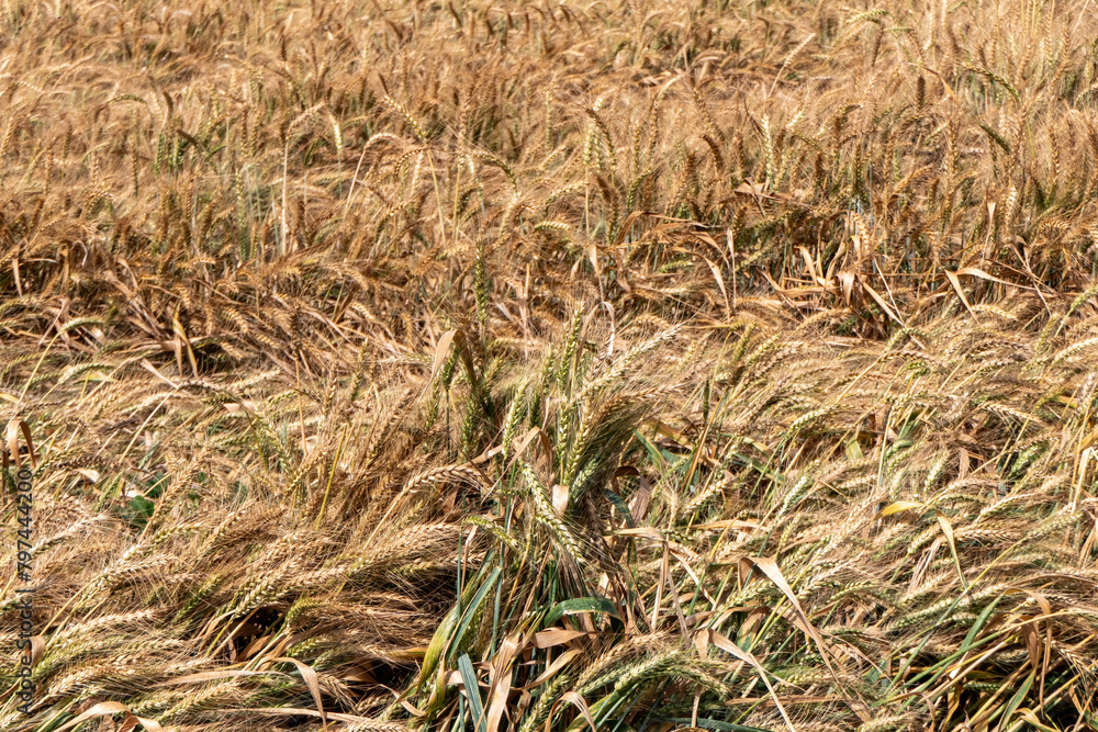 Golden ripe ears of wheat Field Harvest Agriculture Golden ripe ears of wheat Field Harvest Agriculture