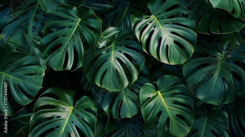 Tropical leaves for background 
