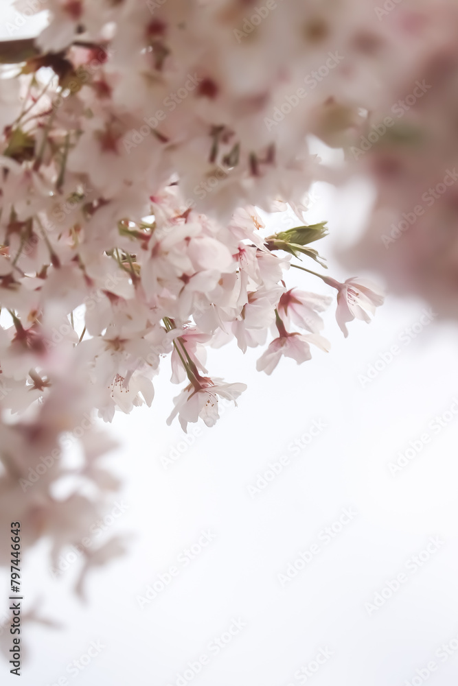 Obraz premium pink cherry blossom