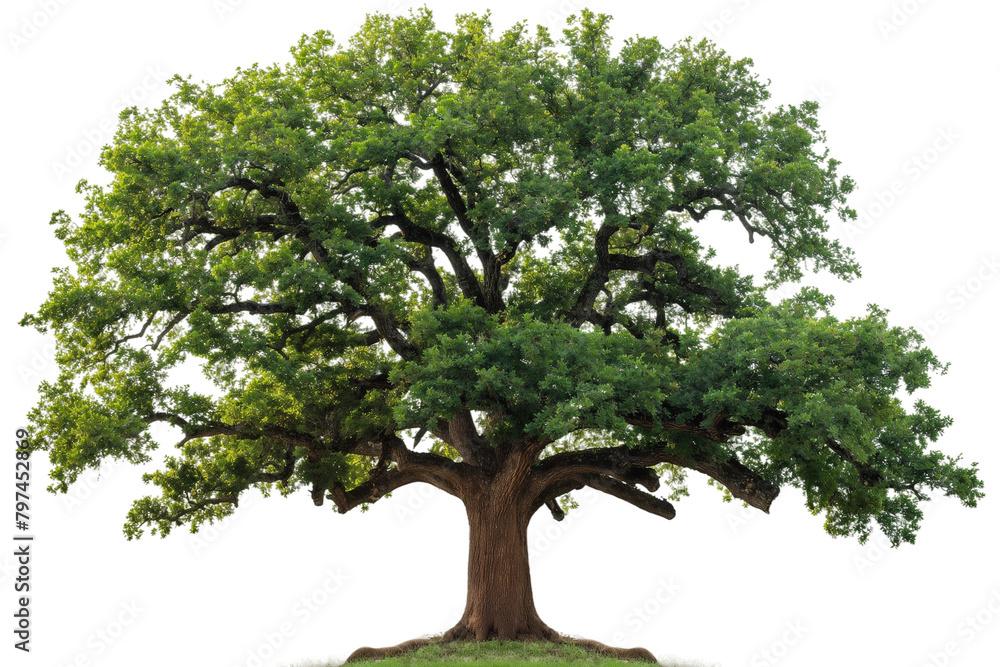 A large oak tree with green leaves isolated transparent background PNG A large oak tree with green leaves isolated transparent background PNG