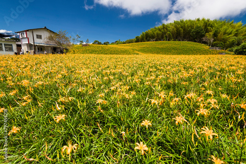 The beautiful long yellow lilies (daylilies) in the Chike Mountain (Jinzhen Mountain) of Hualien, Taiwan. photo