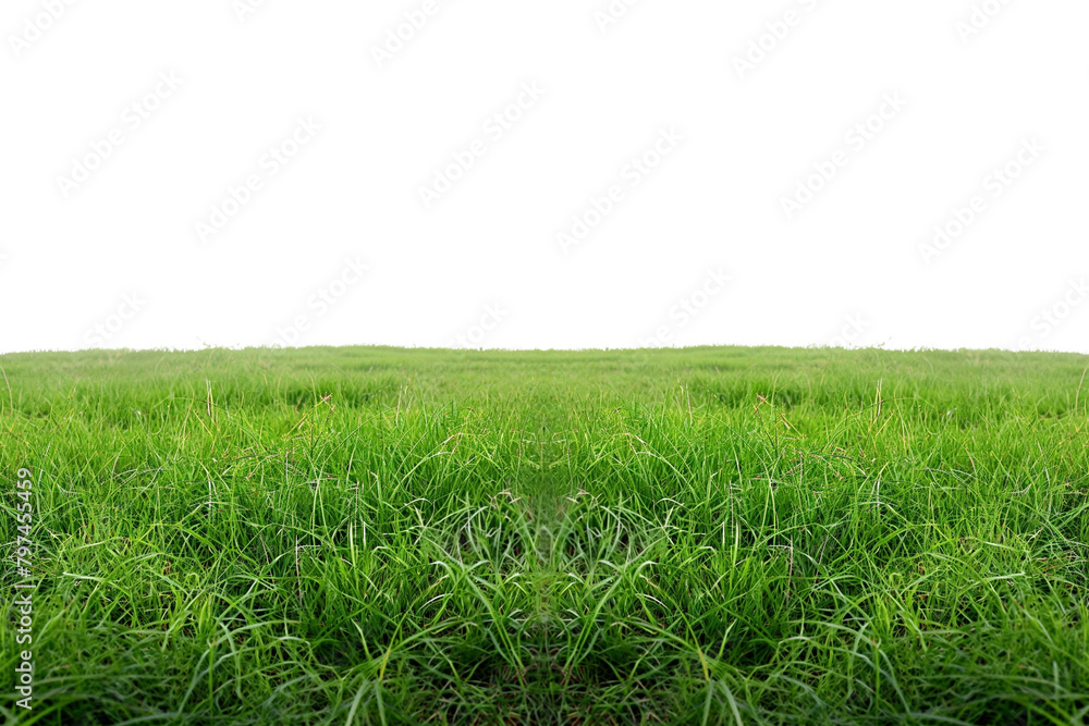 Fototapeta premium green grass field transparent background PNG