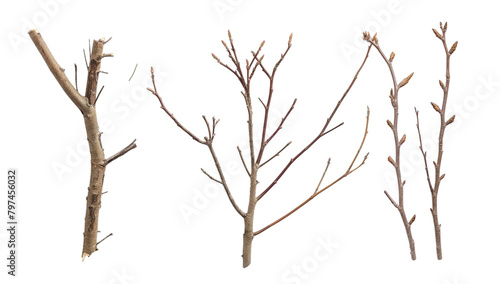 wood tree branches transparent background PNG