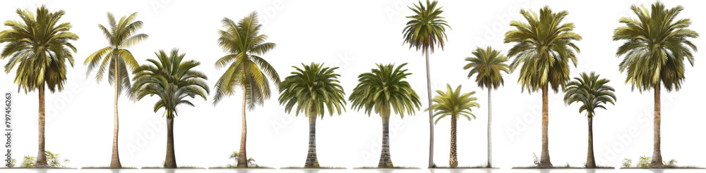 series palm tree transparent background PNG