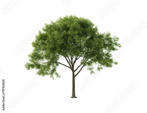 tree isolated on white transparent background PNG