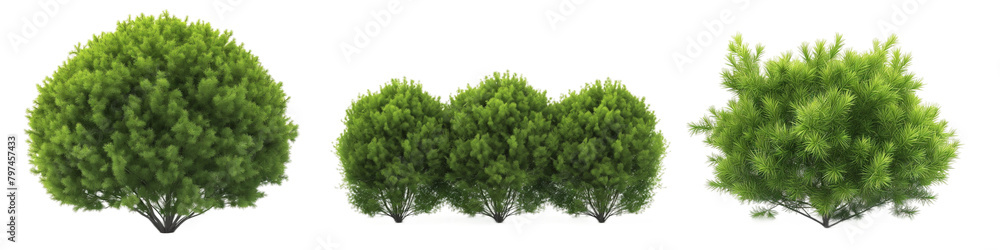 Obraz premium realistic green bushes transparent background PNG
