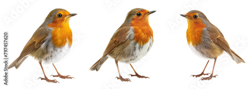 robin bird transparent background PNG