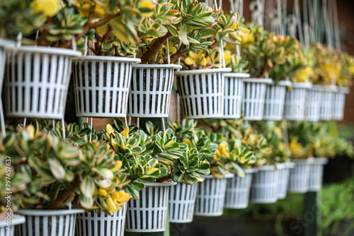 Close up of Variegated Jade Plant, Hanging Plants on Pot, House Plant
 photo