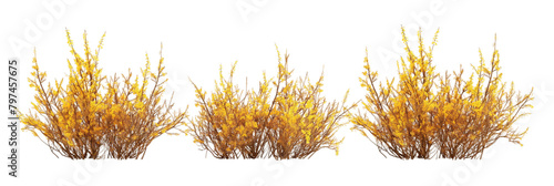 forsythia yellow transparent background PNG photo