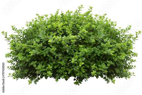bush with green leaves transparent background PNG