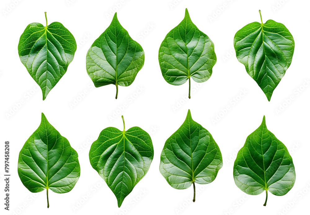 green leaves isolated on white background transparent background PNG green leaves isolated on white background transparent background PNG