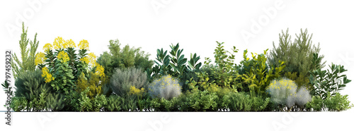 different types of shrubs and bushes transparent background PNG