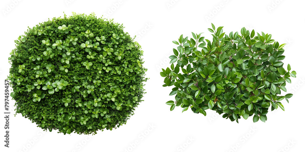 Obraz premium green ball transparent background PNG