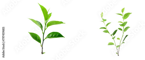 green plant isolated on transparent background PNG