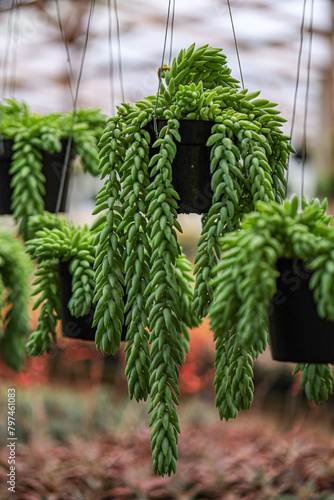 Beautiful Hanging Plants, Minha Bananinha, Closeup of Sedum Morganianum
 photo