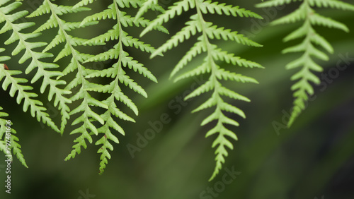 Obraz na plátne A fern (Polypodiopsida or Polypodiophyta) is a member of a group of vascular pla