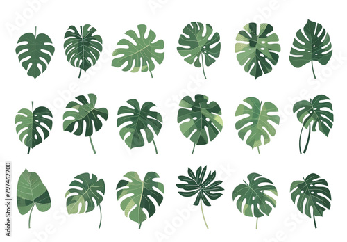 set of green leaves Monstera transparent background PNG 