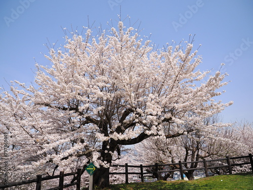 山形県 天童公園の桜