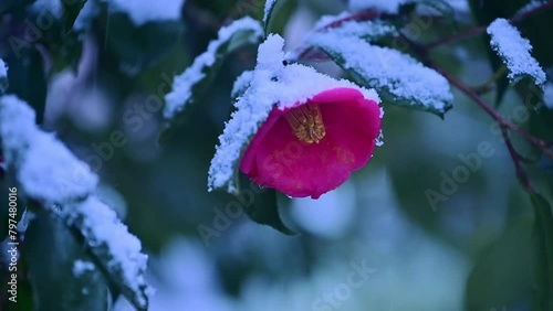 雪の中の椿