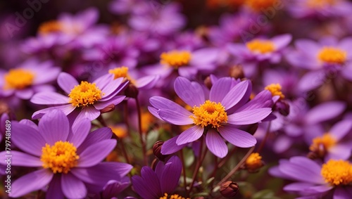 There are several purple flowers with yellow centers. The flowers are in focus and have a blurred background.