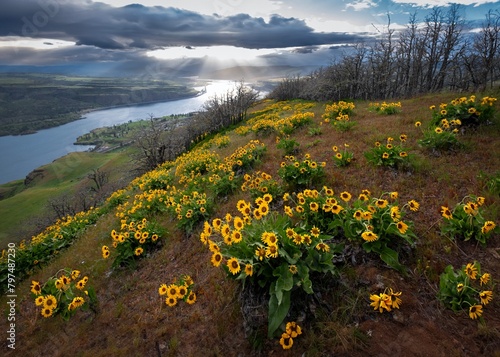 Arnica or Balsamroot flowers on hills above Columbia River. Oregon. USA