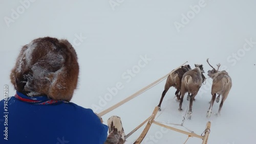 POV view sleigh with reindeer. Three deer pull sleigh. Reindeer herder in a hat and a blue jacket rides a sleigh