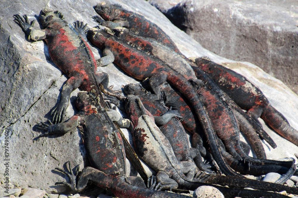 Group of Marine Iguana sunbathing on the beach, Galapagos Island, Ecuador, South America Group of Marine Iguana sunbathing on the beach, Galapagos Island, Ecuador, South America
