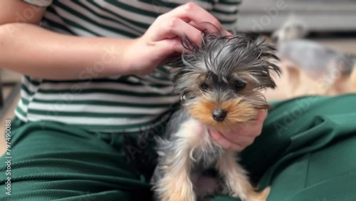 Adorable Yorkshire Terrier in girl''s hands. . Mini Yorkshire Terrier photo