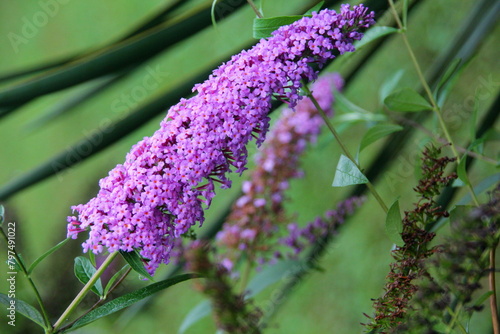 Buddleja davidii, summer lilac, butterfly-bush or orange eye species of flowering plant in family Scrophulariaceae, floral background. Little pink-purple flowers as an ornamental pattern or texture