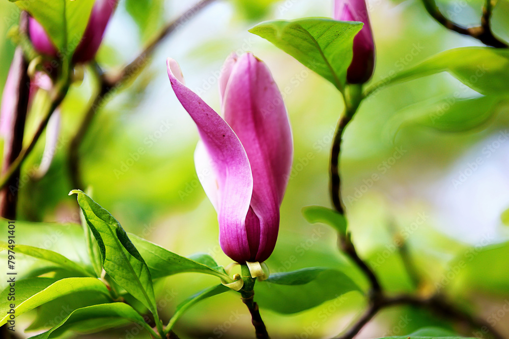 Nahaufnahme einer blühenden Magnolie