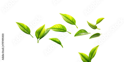 Green tea leaves set. A collection of fresh, vibrant tea leaves in various stages of unfurling, isolated against a transparent background.