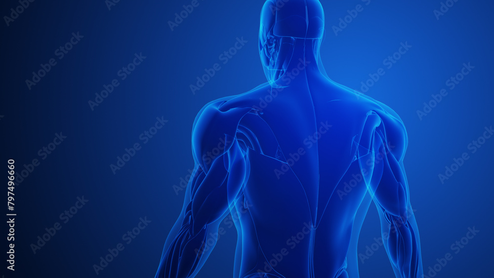 Trapezius Muscle Pain with blue background Trapezius Muscle Pain with blue background