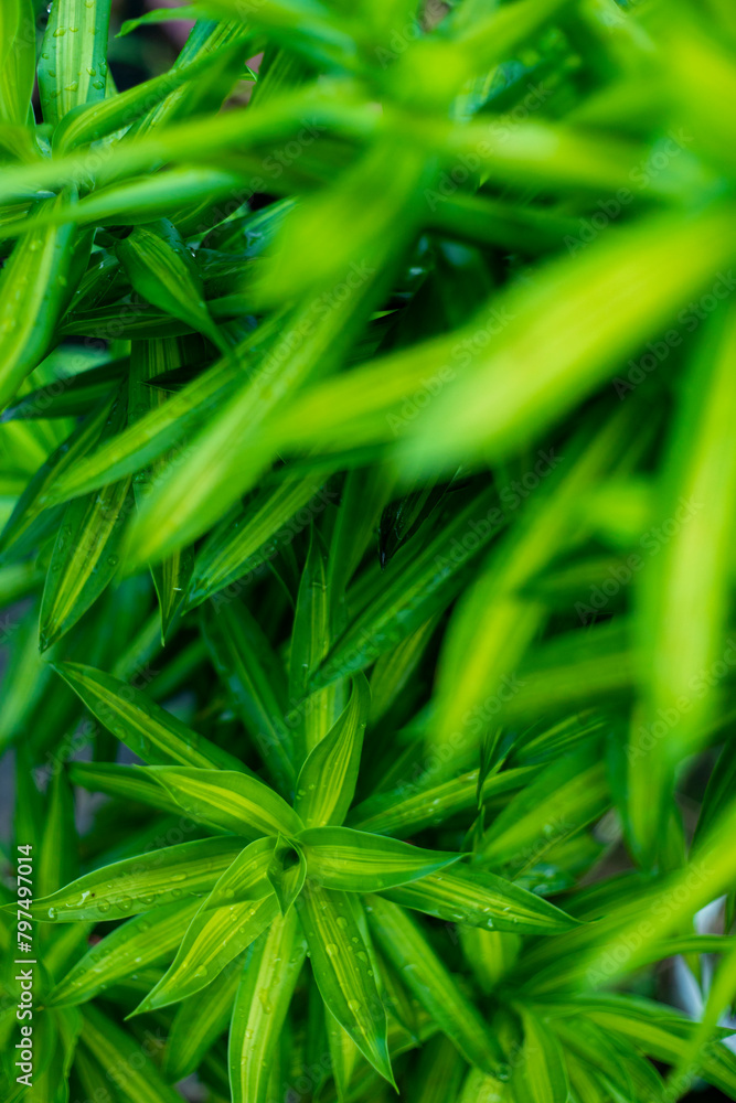 Dracaena reflexa is a flowering Dracaena reflexa in the genus Heet Giac of the Asparagus family. This Dracaena reflexa is often used by many people during opening ceremonies, Dracaena reflexa is a flowering Dracaena reflexa in the genus Heet Giac of the Asparagus family. This Dracaena reflexa is often used by many people during opening ceremonies,