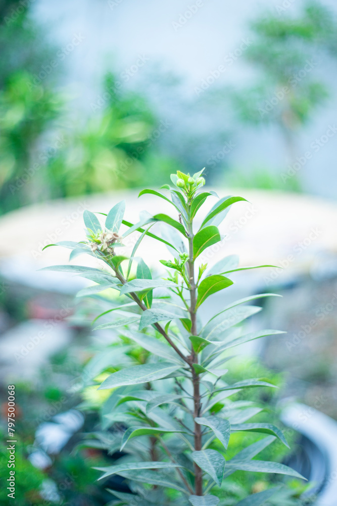 Obraz premium Xanthostemon chrysanthu, derived from Greek words ‘khrusos’ and ‘anthos’. Introduced to Singapore in 1982 from Cairns, Australia, where it is the flora emblem.
