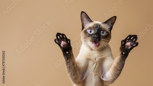funny seal point siamese cat playing raising paws making funny face with mouth open on brown background with copy space AI Generated photo