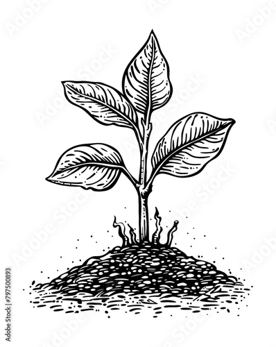 plant sprout soil engraving black and white outline