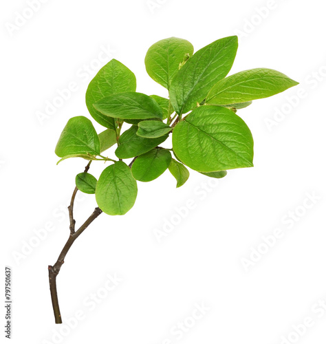 Spring branch with green leaves isolated on white or transparent background